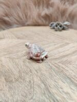 Steatiet schildpad-2