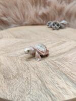 Steatiet schildpad