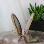 Agaat vlinder nr. 1-4