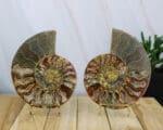 Ammoniet set nr. 4