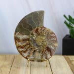 Ammoniet set nr. 4-3