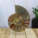 Ammoniet set nr. 4-4