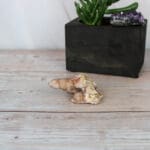 Cactuskwarts cluster nr. 5-6