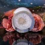 Agaat schijf nr. 2-2