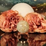 Fossiel koraal bol nr. 17-2