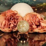 Fossiel koraal bol nr. 17-6