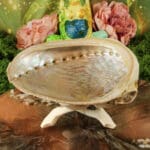 abalone smudge schelp haliotis 12-16 cm