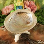 abalone smudge schelp haliotis 12-16 cm-2