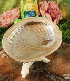 abalone smudge schelp haliotis 12-16 cm-2