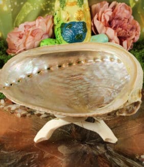 abalone smudge schelp haliotis 12-16 cm