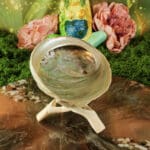 abalone smudge schelp haliotis 12-16 cm-5