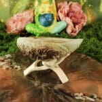 abalone smudge schelp haliotis 12-16 cm-6