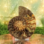 Ammoniet set inclusief houders nr. 2-3