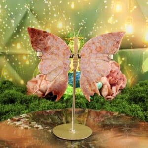 Fossiel koraal vlinder nr. 1