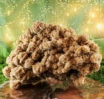 Woestijnroos ruw nr. 1-5