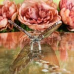 Agaat vlinder nr. 2-3