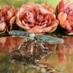 Mosagaat libelle nr. 1-3