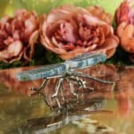 Mosagaat libelle nr. 1-4