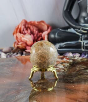 Fossiel koraal bol nr. 23